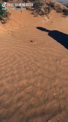 سمكة في الصحراء