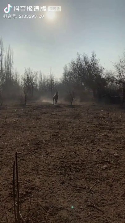 سبحان الله جمال الخيل الاصيل