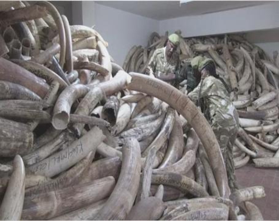 New boss aims to get Kenya's wildlife service back on track