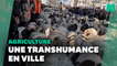 2022 brebis défilent sur les Champs-Élysées en clôture du Salon de l'Agriculture