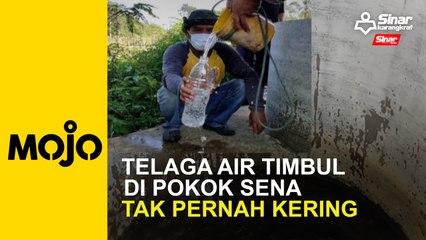 Telaga air timbul  di Pokok  Sena tak pernah kering