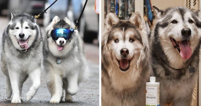 Un chien Malamute apporte un soutien indéfectible à son meilleur ami, un Husky aveugle