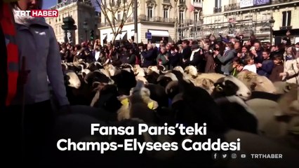 Fransa'nın en ünlü caddesinde koyun korteji