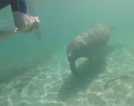 Number of manatees in Florida waters reaches new peak