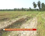 Pesawah berdepan kerugian akibat cuaca panas