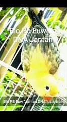 pecinta lovebird jedag jedug//  #shorts #youtubeshorts #shortvideo #lovebird