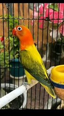 pecinta lovebird jedag jedug// part 2 #shorts #youtubeshorts #shortvideo #lovebird