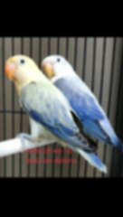 pecinta lovebird jedag jedug// part 4  #shorts #youtubeshorts #shortvideo #lovebird