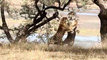 बाघ-बाघिन की अठखेलियां देखकर पर्यटक रामोंचित