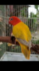 pecinta lovebird jedag jedug// part 3 #shorts #youtubeshorts #shortvideo #lovebird