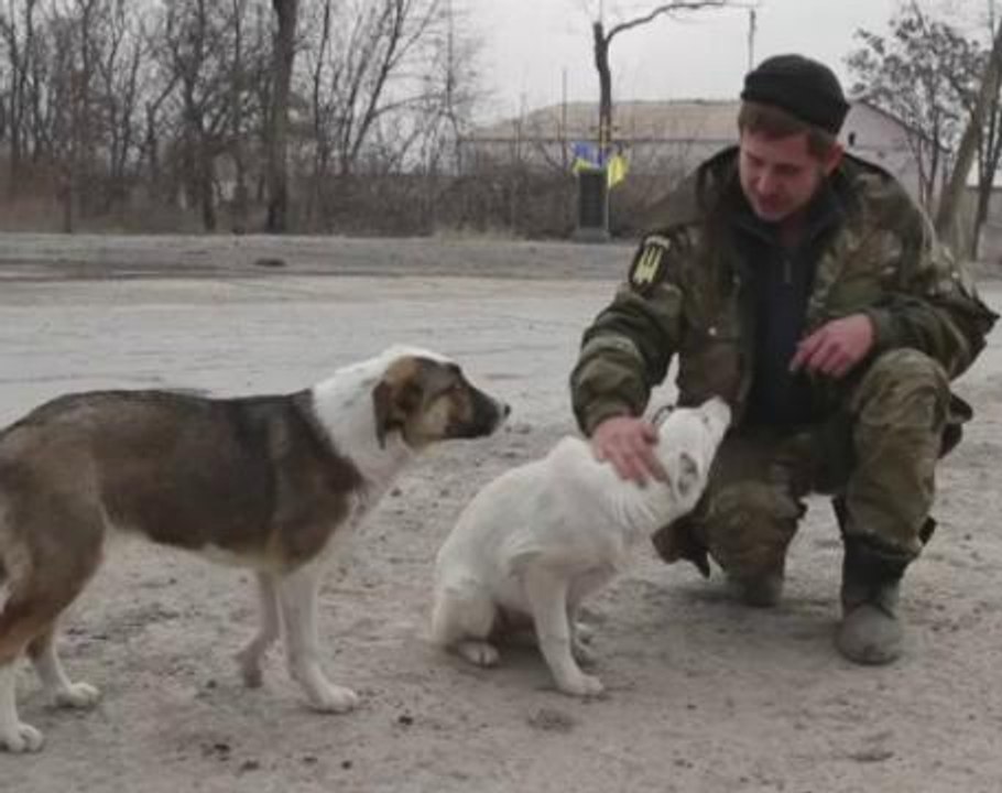 Cats and dogs: fighters' best friends in east Ukraine