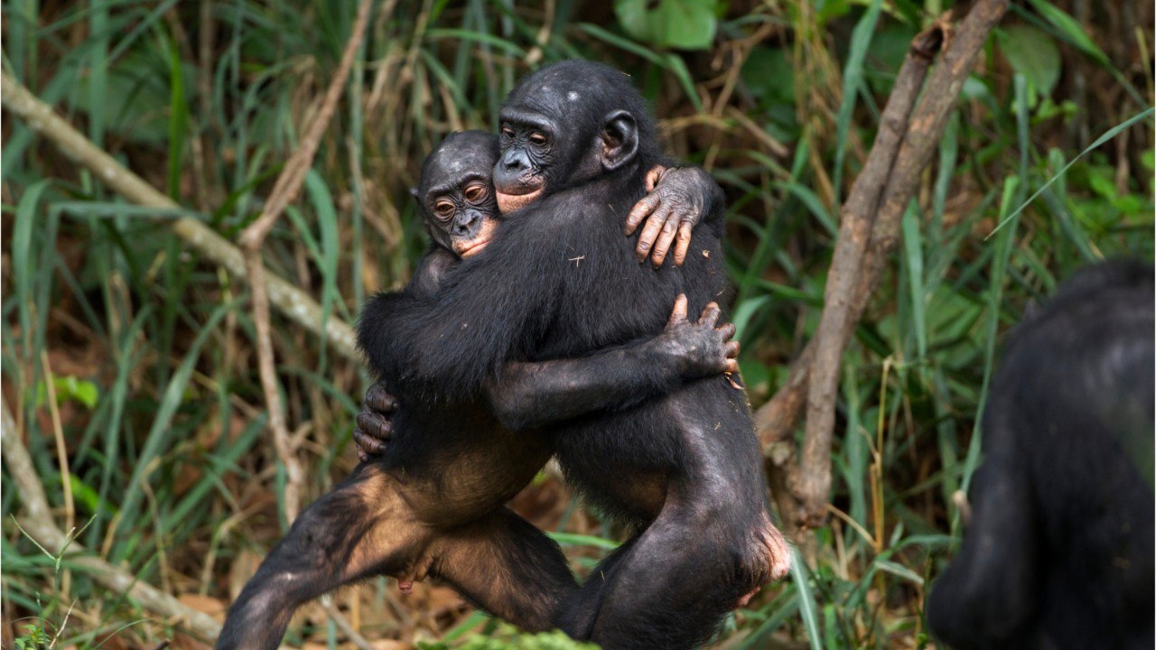 Les jeunes bonobos très stressés par l'arrivée de frères et soeurs