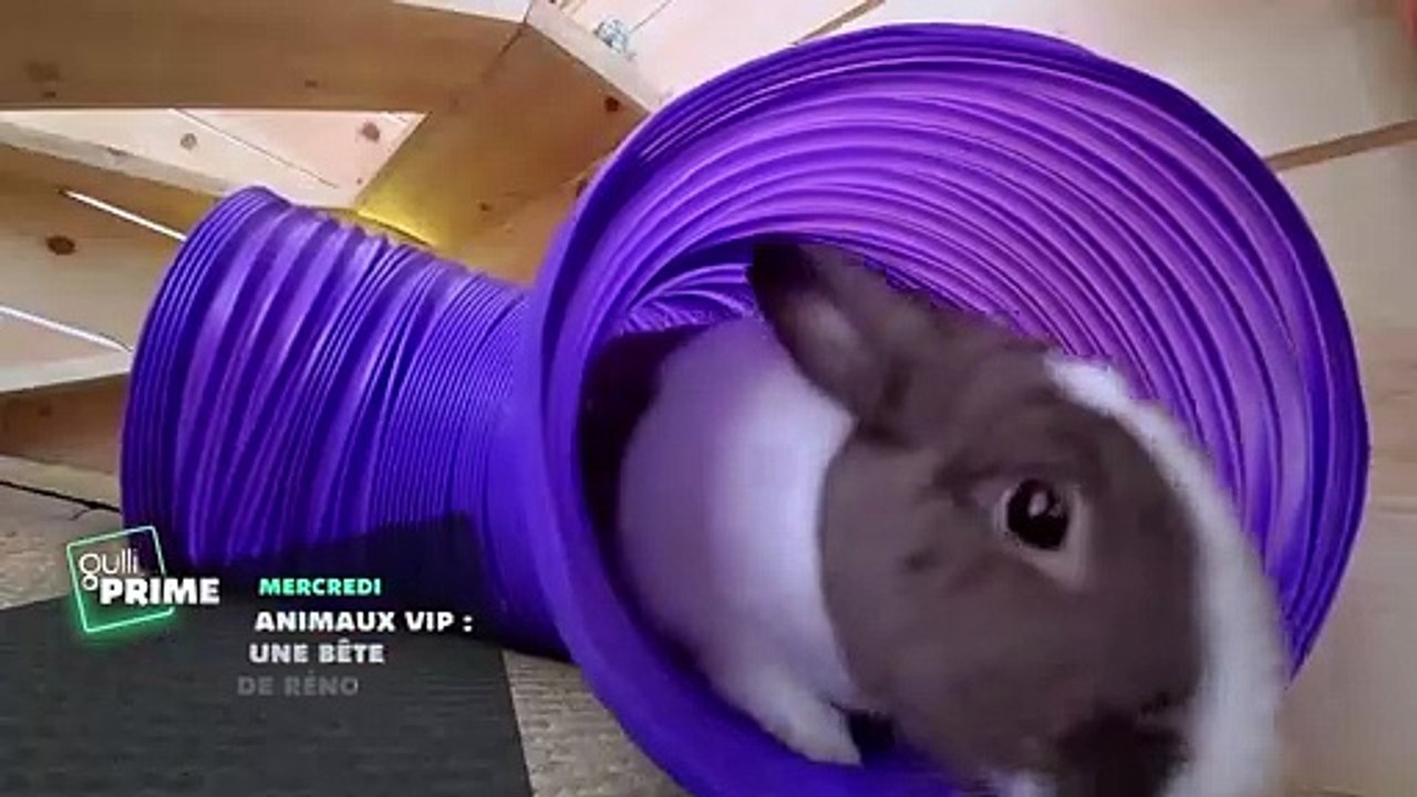 Animaux VIP : une bête de Réno - 9 mars