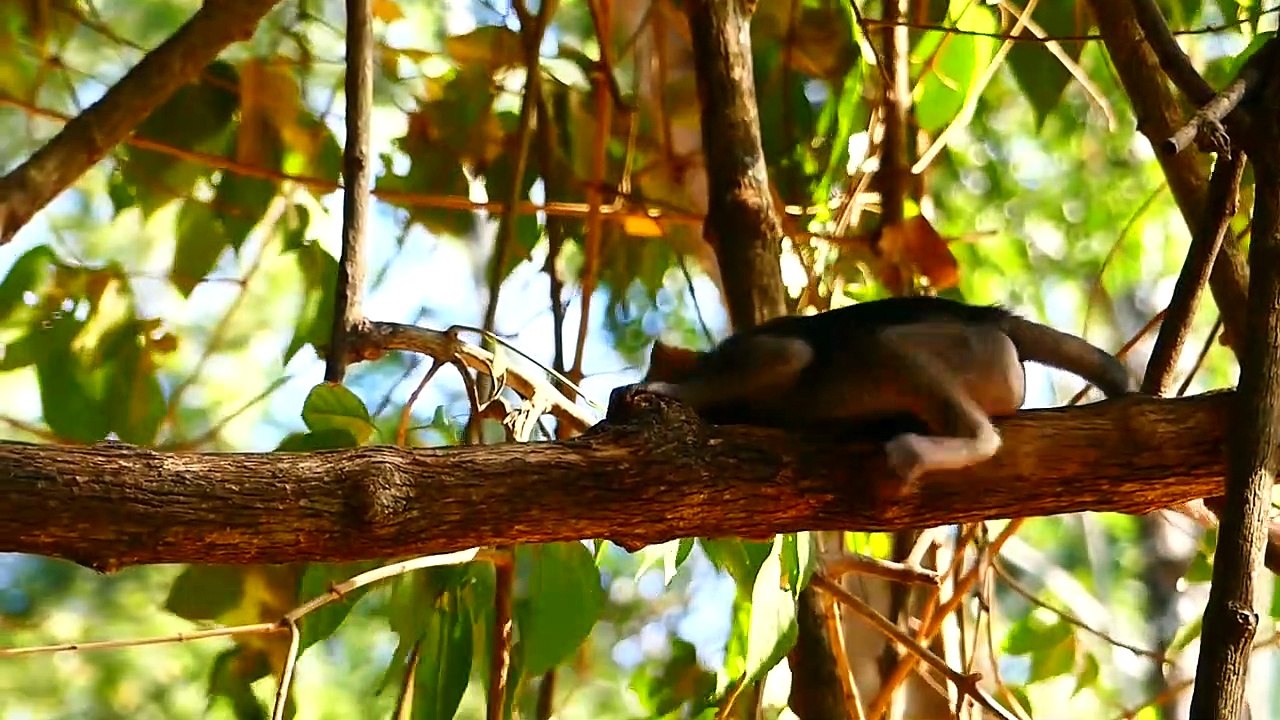 Adorable Monkey Tobias Want To Check Some food for His mother _ Tobias Happy Everyday, Although.....