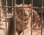 In Gaza zoo, empty cages and lonely animals as closure looms
