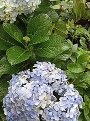 Keindahan bunga air laut