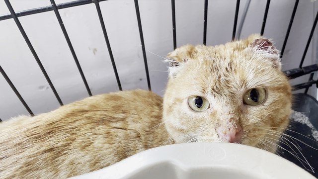 'Heartwarming footage of a brave cat enjoying life after surviving frostbite '
