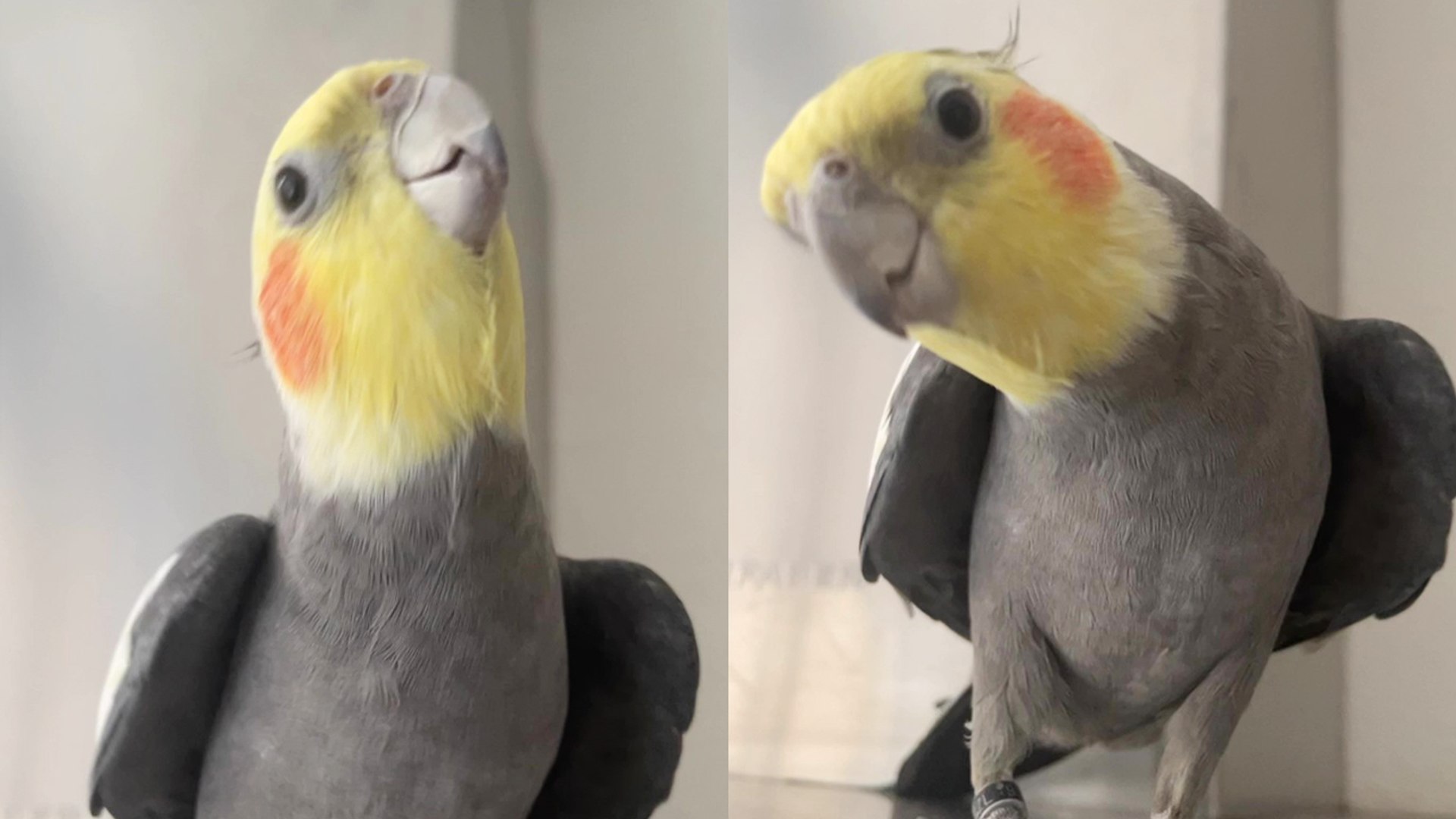 ⁣'Chirpy cockatiel entertains owner with a cute song while she cooks dinner '