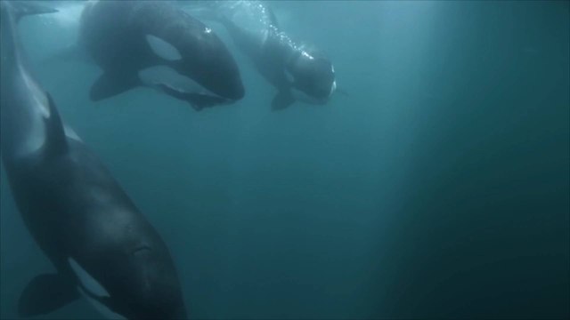 The Unique Sleeping Habits of Whales