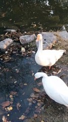 Pet Goose  By Kingdom of Awais
