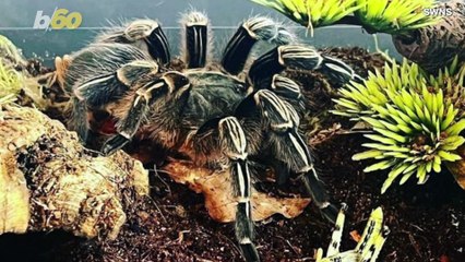 This Man Loves Tarantulas So Much They Have Their Own Room