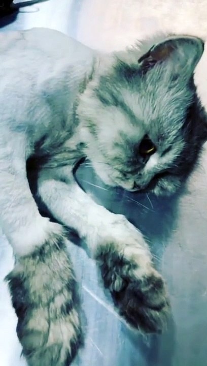 Grooming season begin onward on cat's