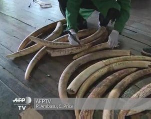 Kenya's canine cops sniff out illegal ivory