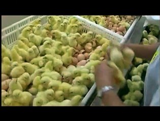 Nosotros alimentamos al mundo Tráiler (2)