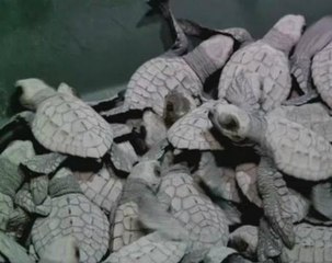Philippine sanctuary battles against odds to save sea turtles