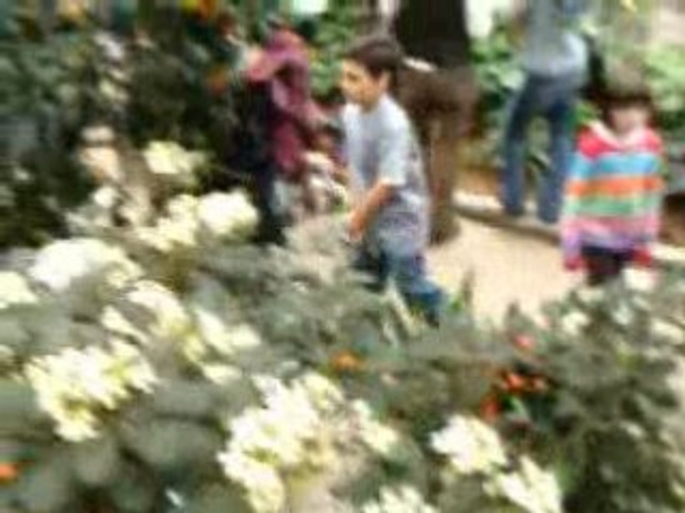 Papillons en liberté