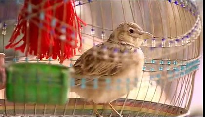 Los ojos de Ariana Tráiler VO