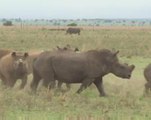 Protecting the world's rhinos - by chopping off their horns