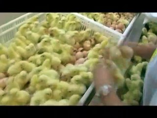 Nosotros alimentamos al mundo Tráiler