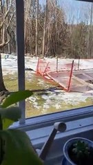 Woman Scares Black Bear off Bird Feeder in Backyard