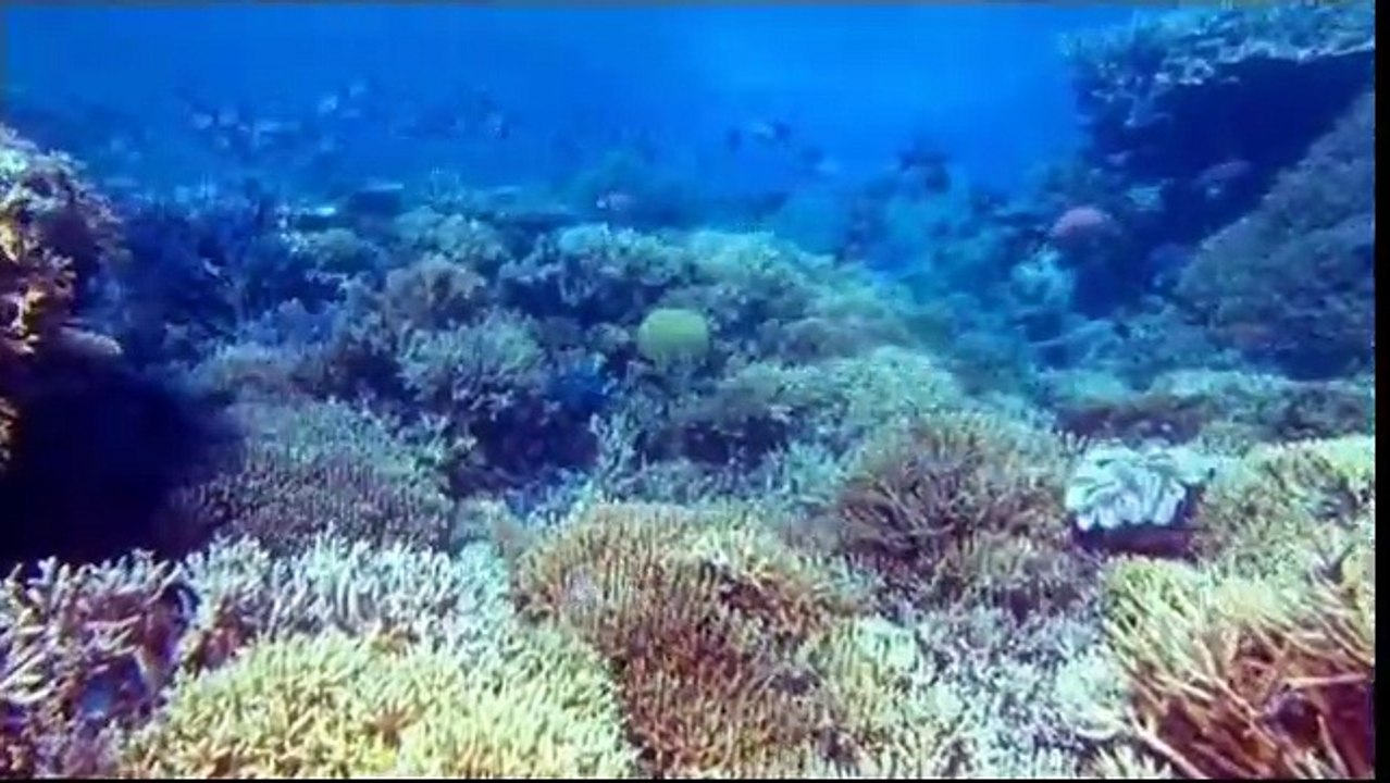 OceanWorld 3D Tráiler