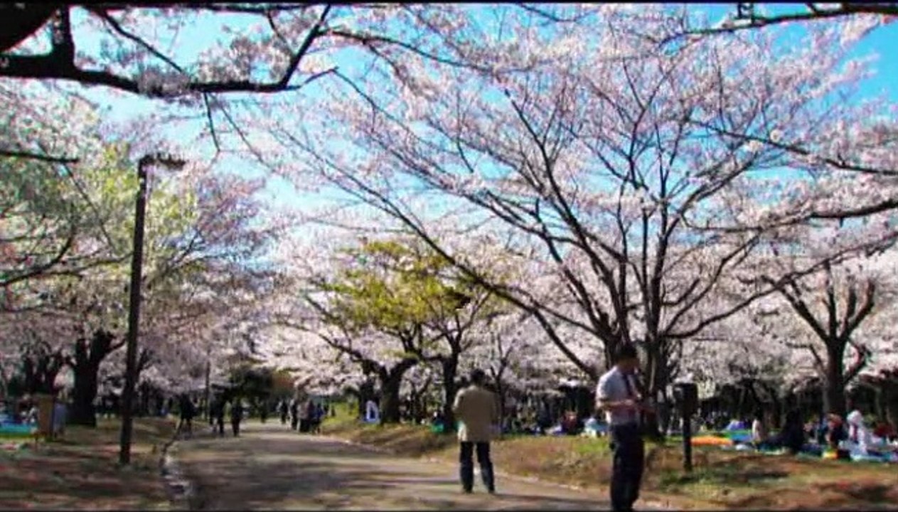 Cerezos en flor Clip (3)