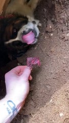 Saint Bernard Needs Some Motivation to Get Unstuck