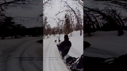 Momma Moose Charges Dog Sled Team