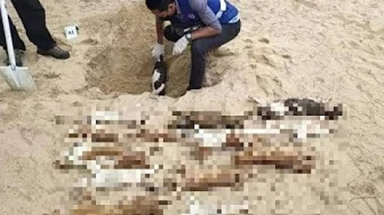 Perut terburai, mulut dan hidung berdarah... 20 kucing mati disyaki diracun