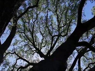 El árbol de la vida Clip (3)