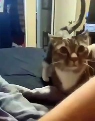 Cưng chưa  (Are you cute) - Pet Island