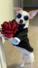 Happy International Women's Day - Pet Island