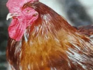 The Buzzards - Chicken Legs