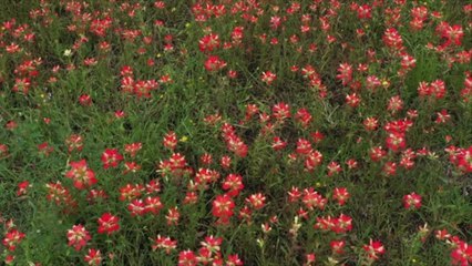 5 Best Texas Road Trips to See Stunning Wildflowers