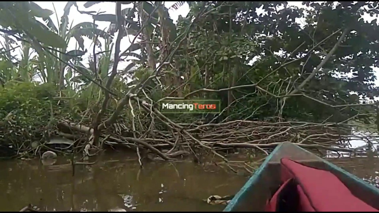 MANCING UDANG GALAH KALIMANTAM BARAT || WEST BORNEO