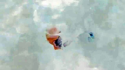 As Aventuras de Pi clip Original