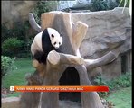 Nama anak Panda gergasi akan diketahui pada Mac