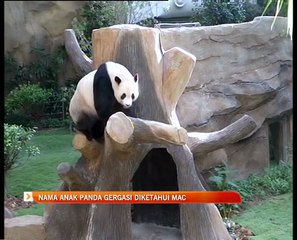 Nama anak Panda gergasi akan diketahui pada Mac