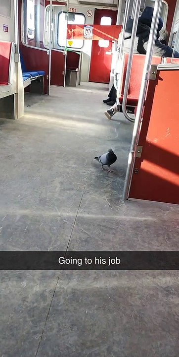 Business Bird on Its Morning Commute