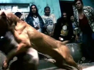 Amores perros Tráiler